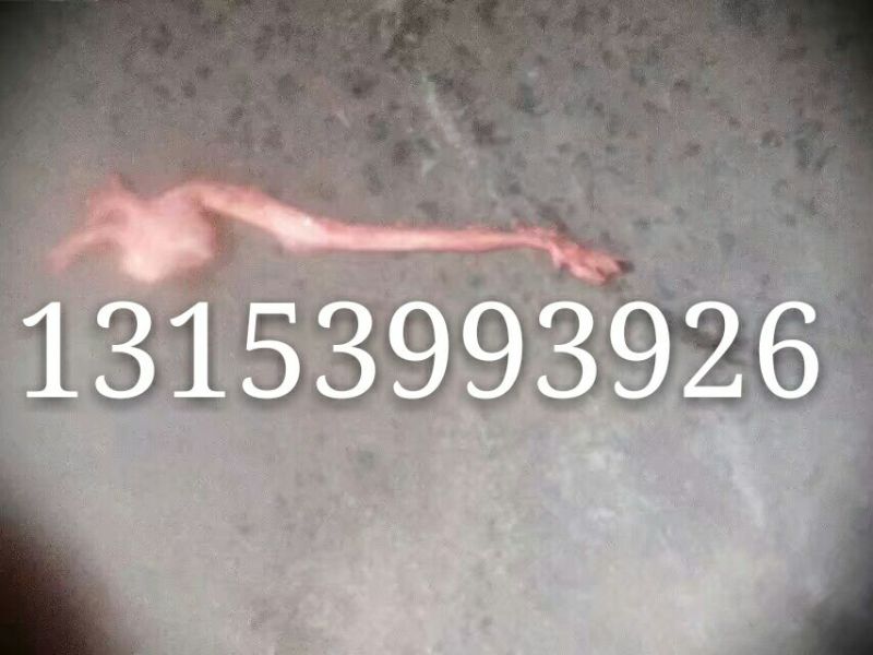 迎春猪副产商贸