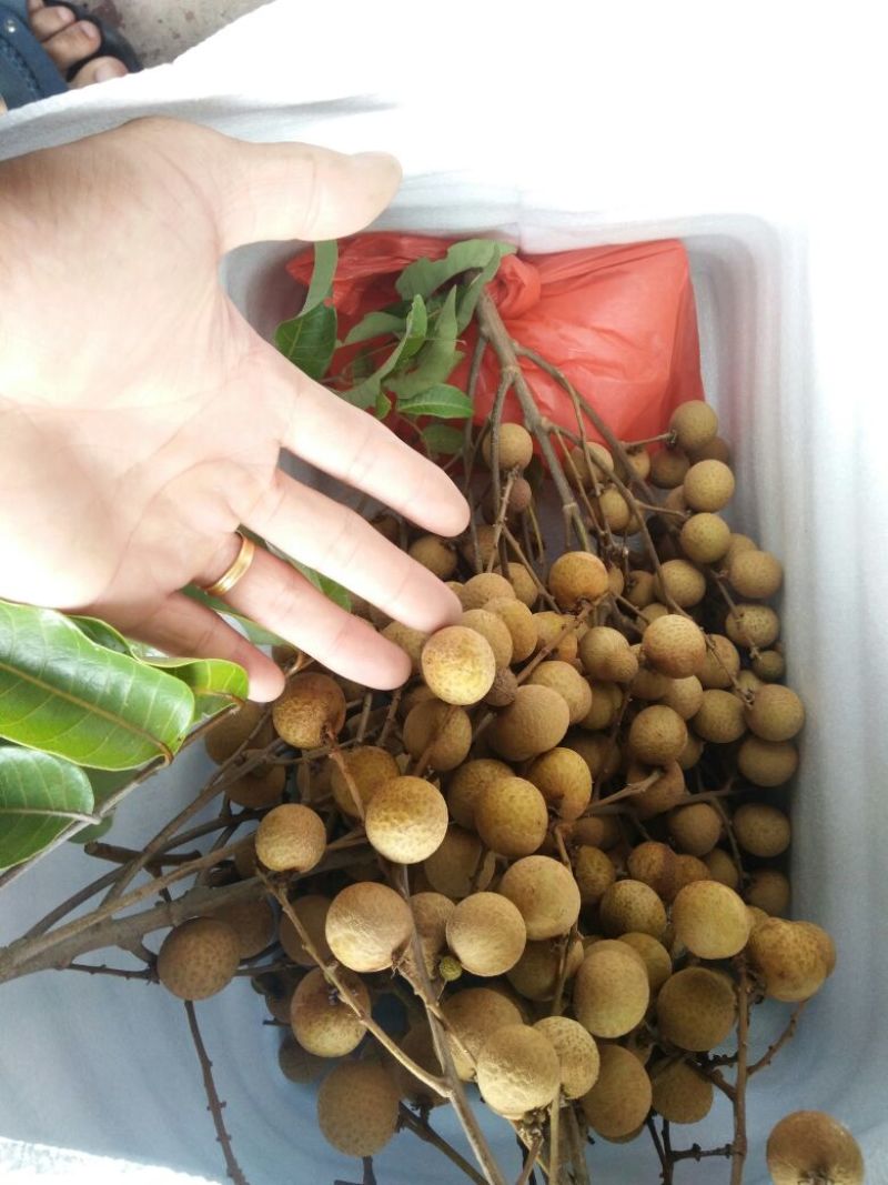 广东石硖/储良龙眼顺丰包邮批发一件代发甜度高