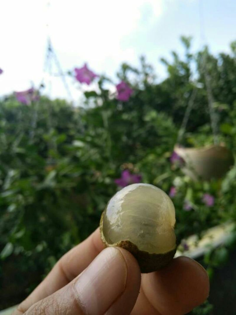 广东石硖/储良龙眼顺丰包邮批发一件代发甜度高