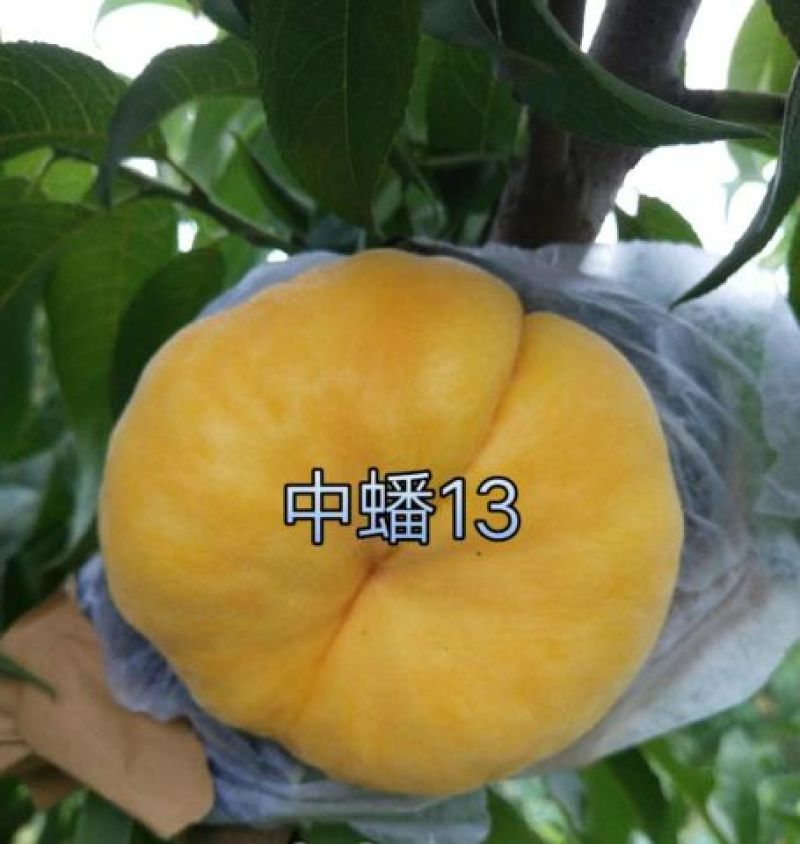 桃树苗中油蟠桃7，秋彤，风味皇后，映霜红桃苗