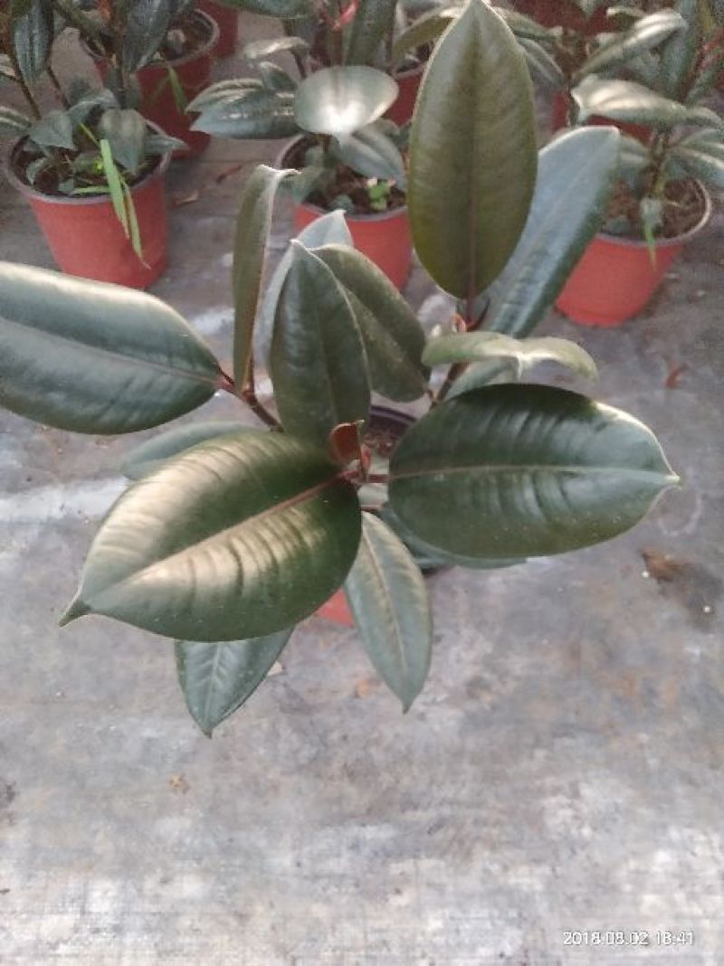 橡皮树黑金刚