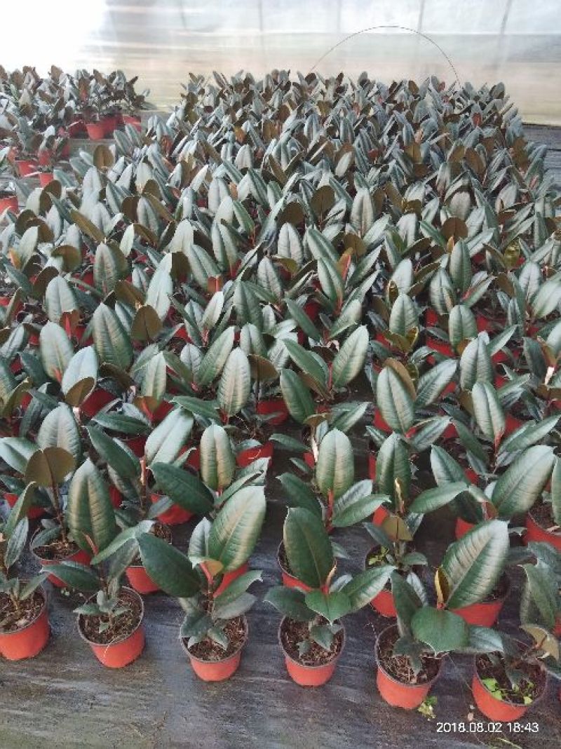 橡皮树黑金刚