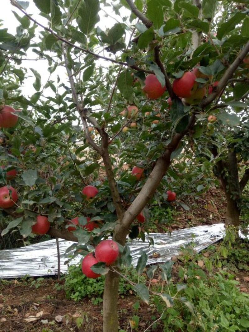 苹果