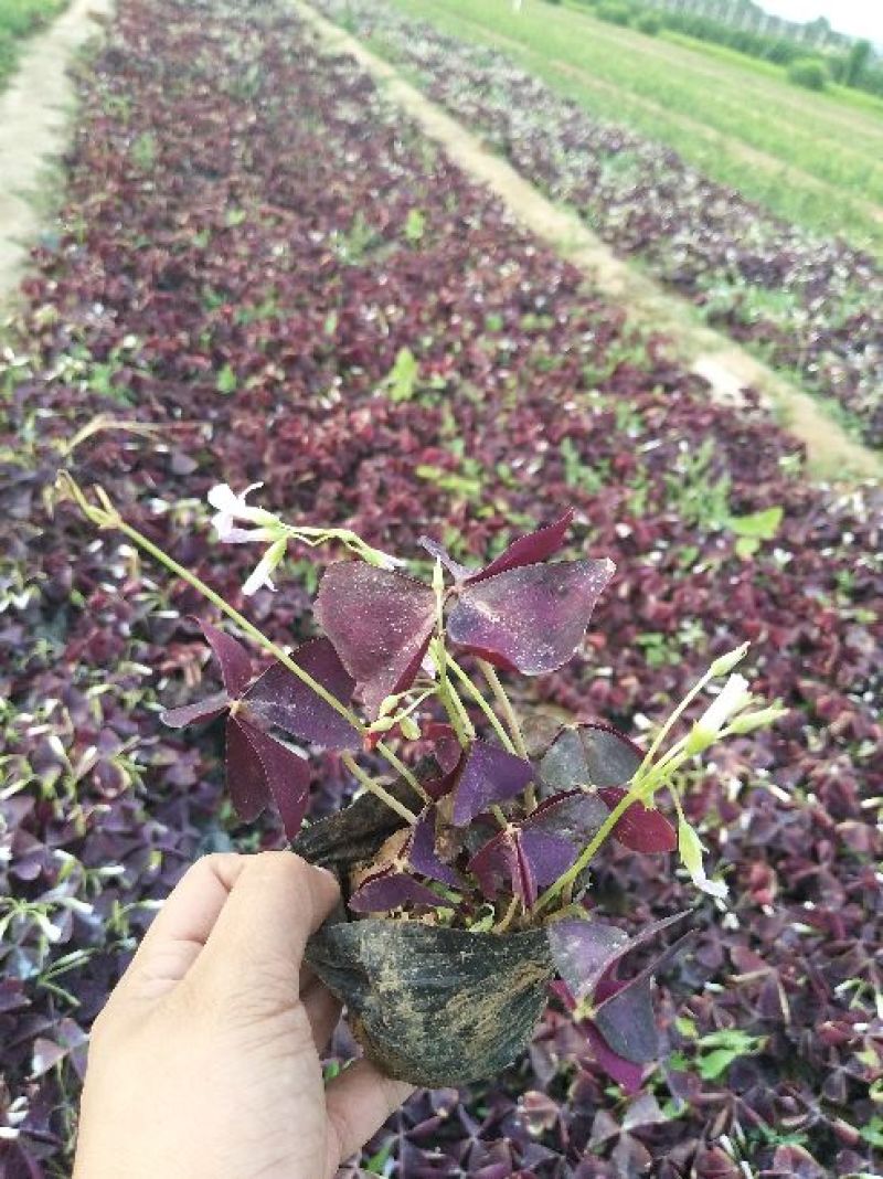 红叶酢浆草基地供应