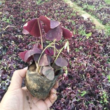 红叶酢浆草基地供应