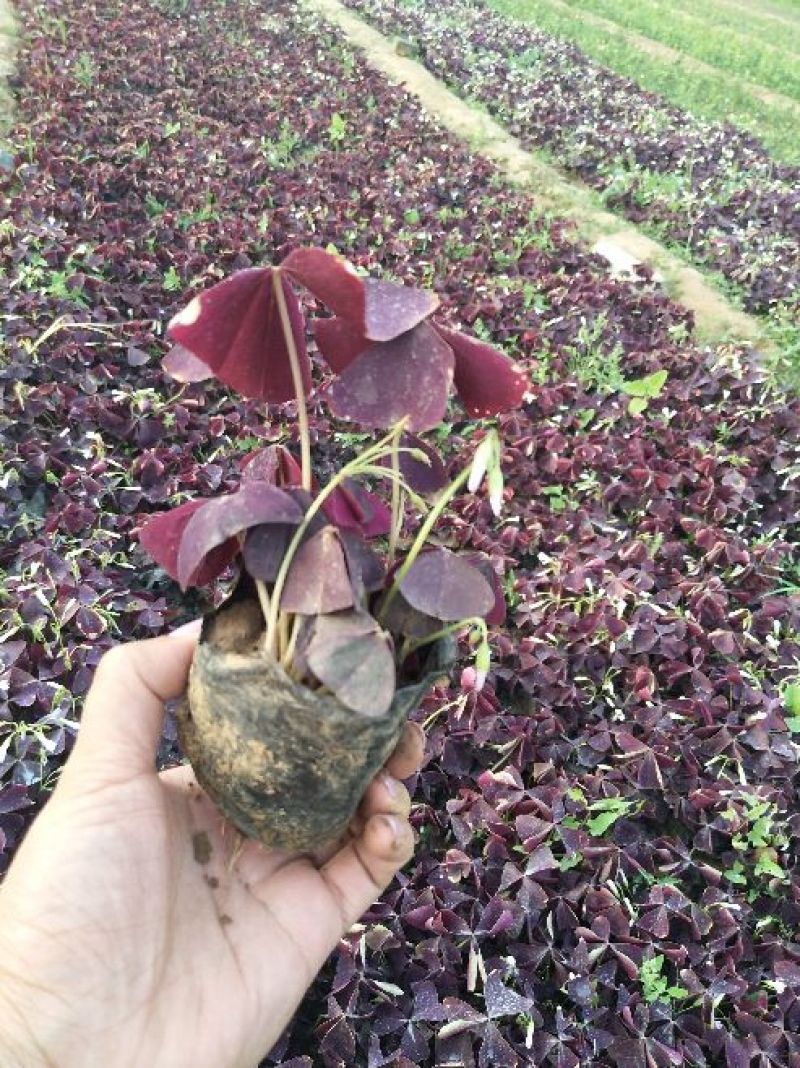 红叶酢浆草基地供应