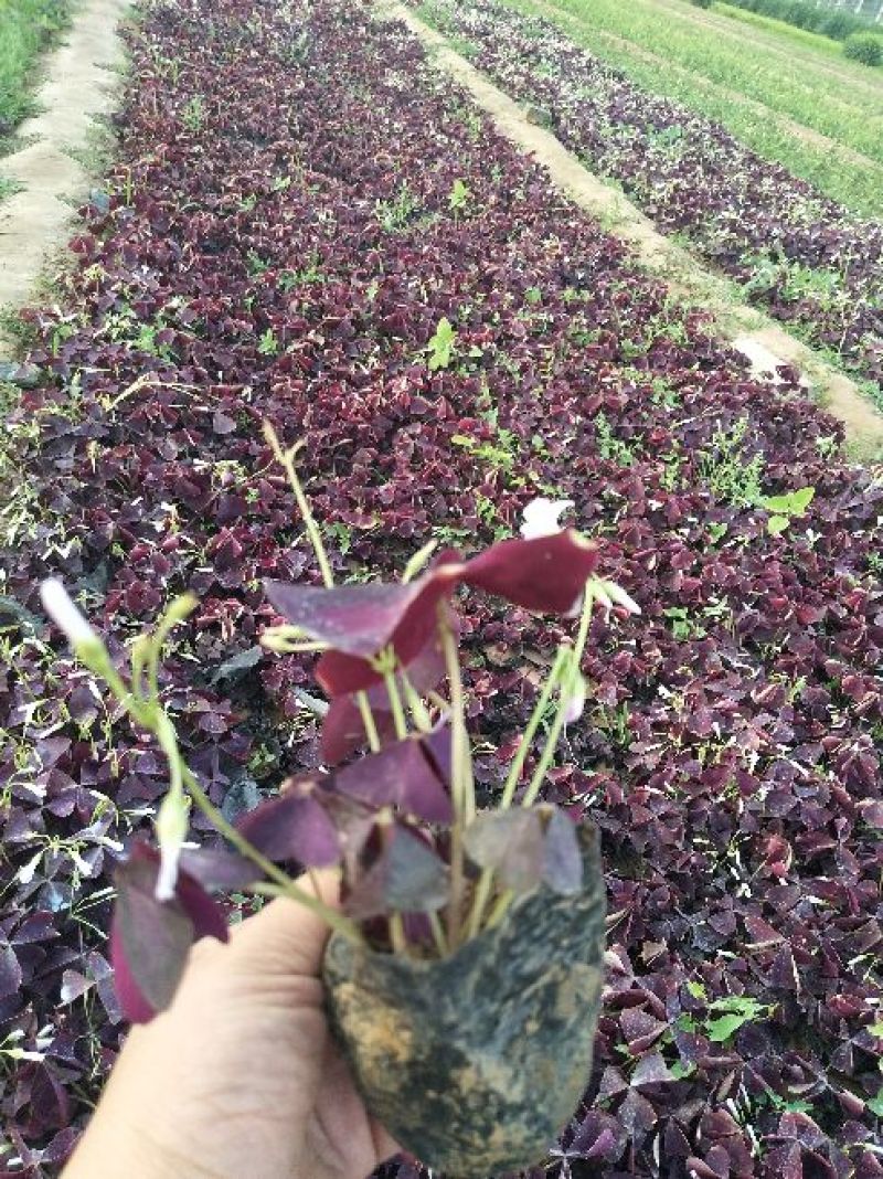 红叶酢浆草基地供应