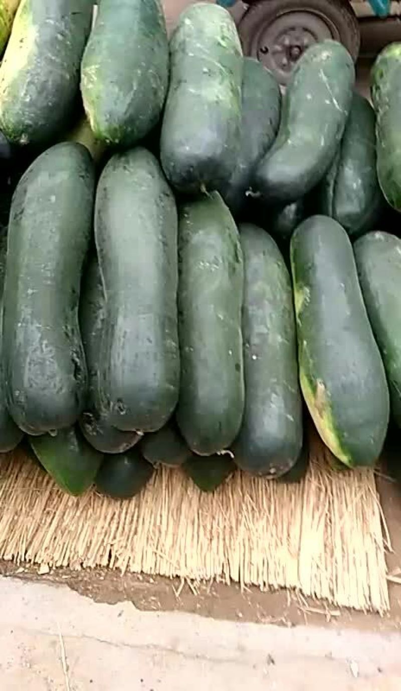 黑皮冬瓜，地冬瓜，量大价低，白冬瓜，欢迎定购