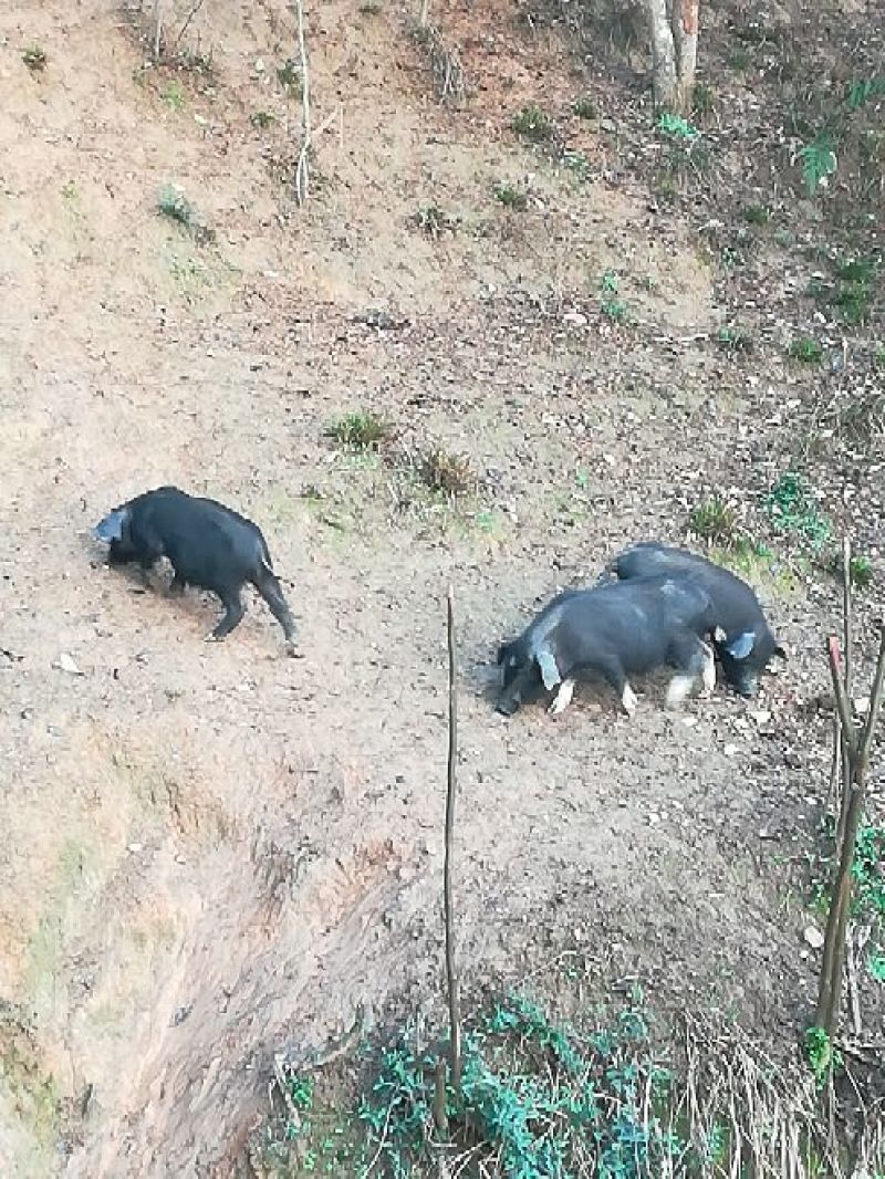 小土猪