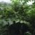 八角枫根