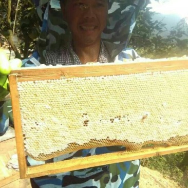 土蜂蜜