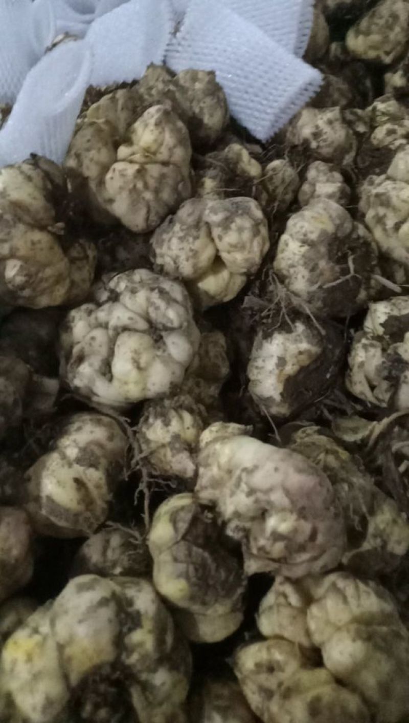 食用百合，医用。粉量高