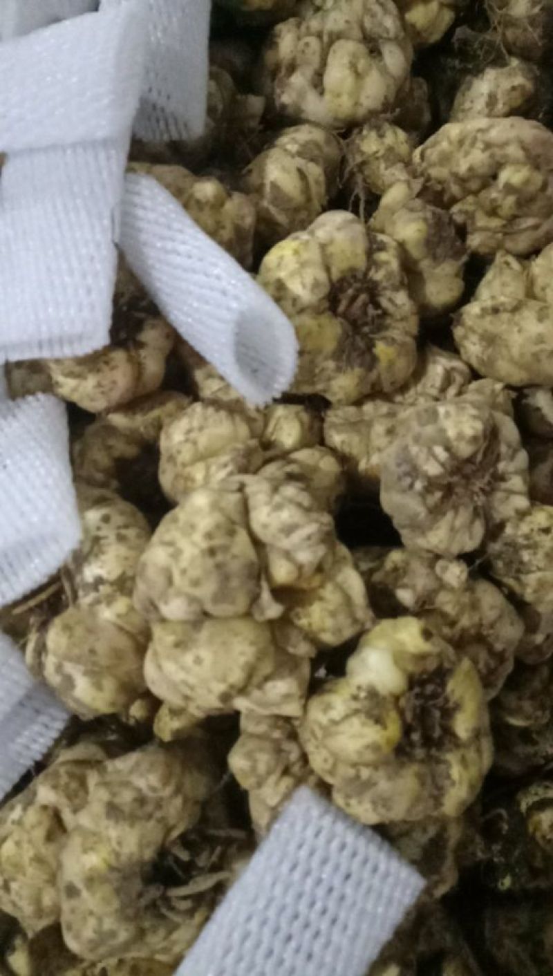 食用百合，医用。粉量高