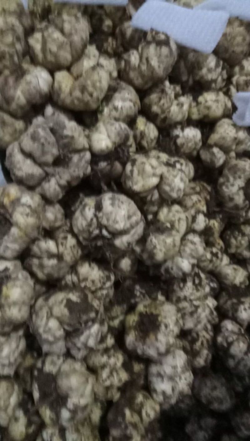 食用百合，医用。粉量高