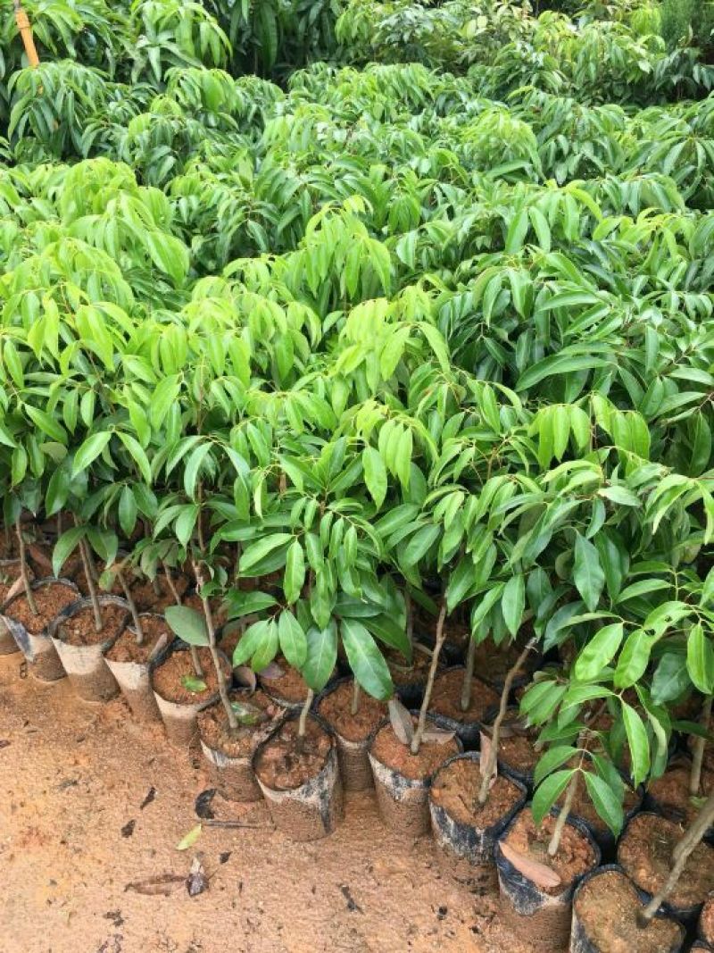 妃子笑荔枝苗