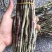新鲜铁皮石斛石斛