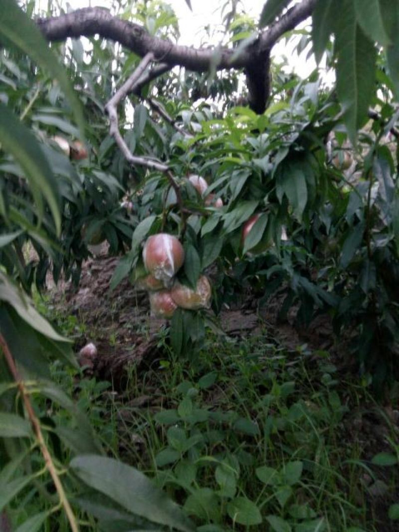 蒙山沂水县黄金密桃