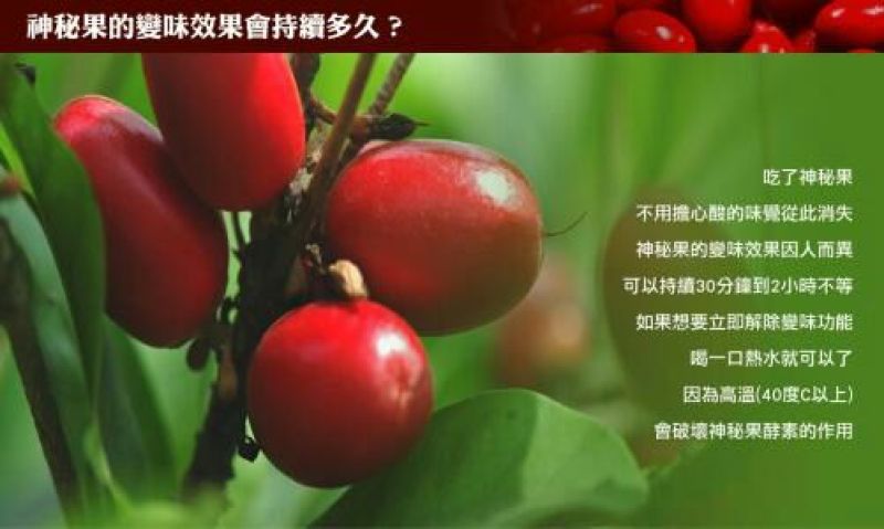 神秘果苗，带果苗60～80cm