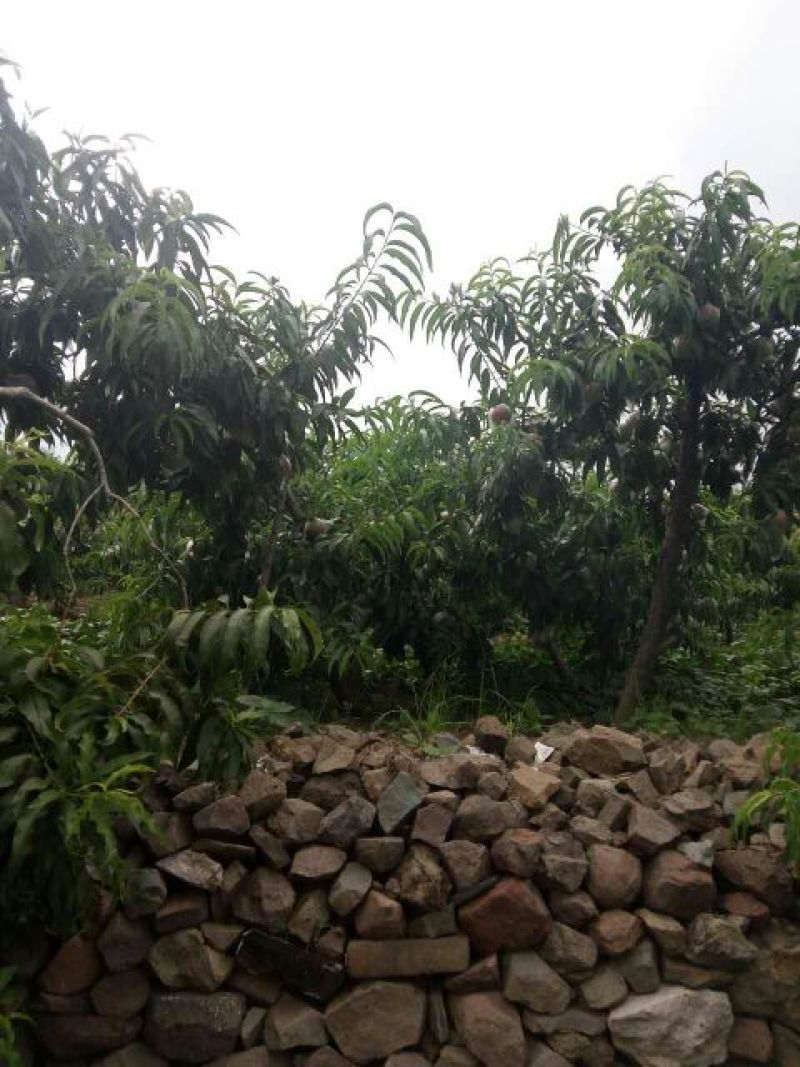 自家种植的蒙山沂水优质晚黄金桃