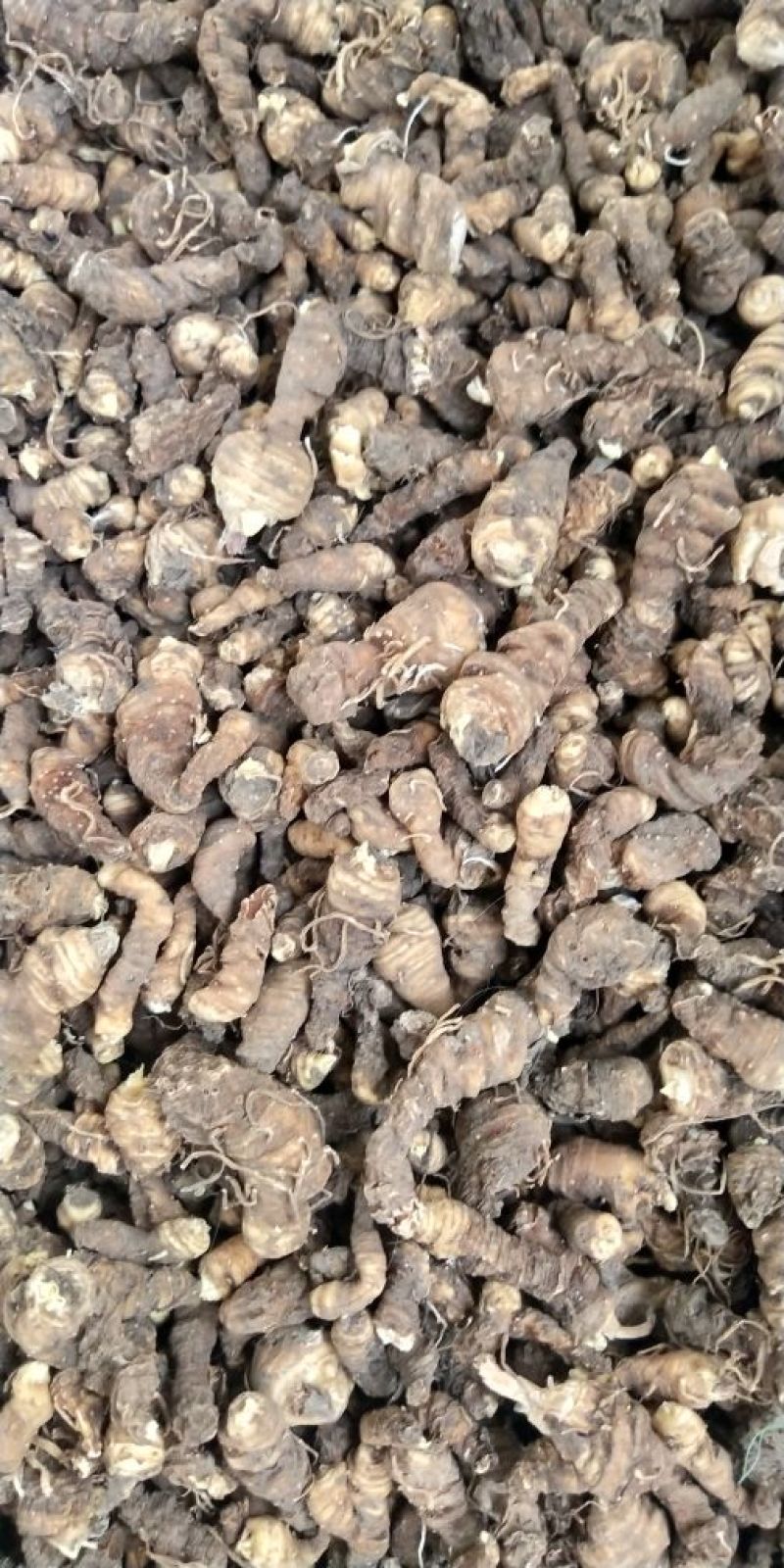 重楼，干货，鲜货，带苗，块茎不带苗带牙头