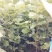 玉兰苗保证嫁接红玉兰苗提供种植技术