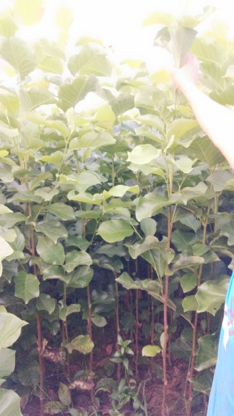 玉兰苗保证嫁接红玉兰苗提供种植技术