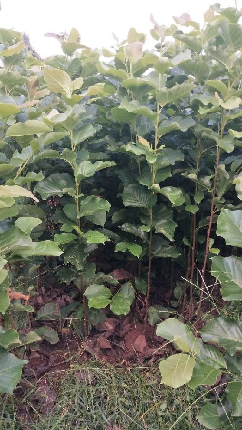 玉兰苗保证嫁接红玉兰苗提供种植技术