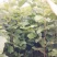 玉兰苗保证嫁接红玉兰苗提供种植技术