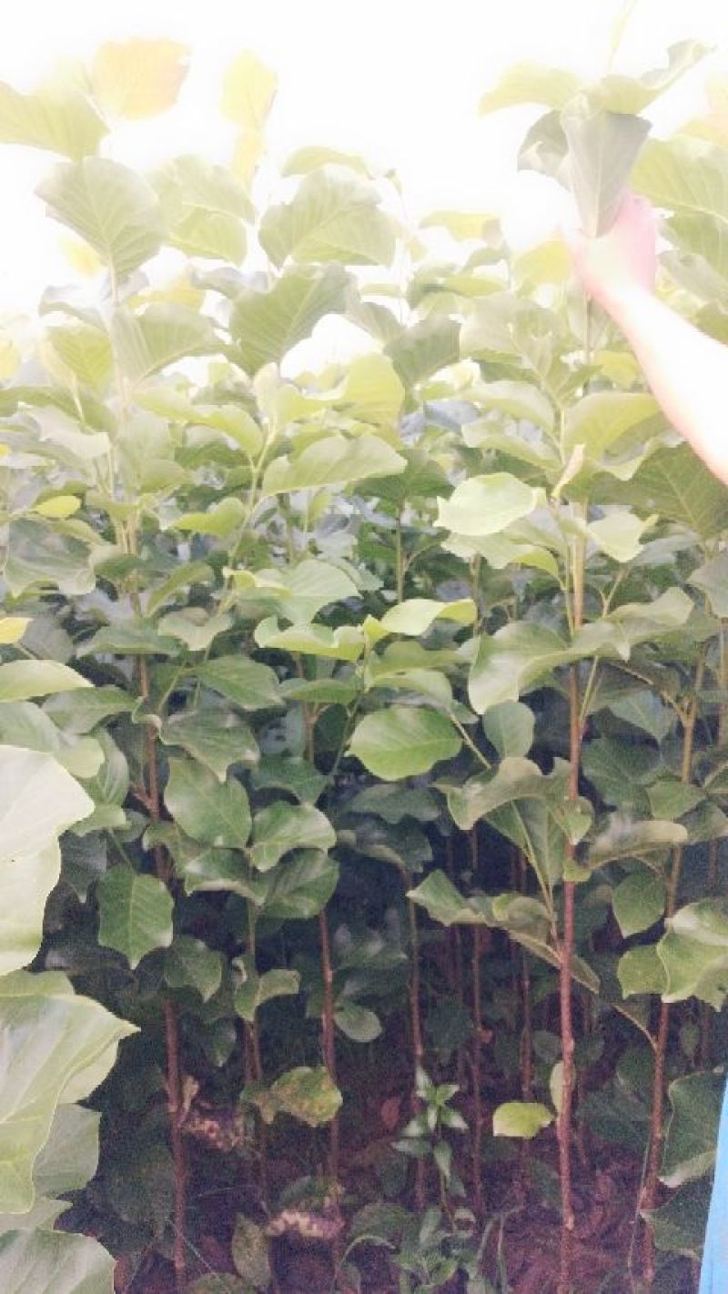 玉兰苗保证嫁接红玉兰苗提供种植技术