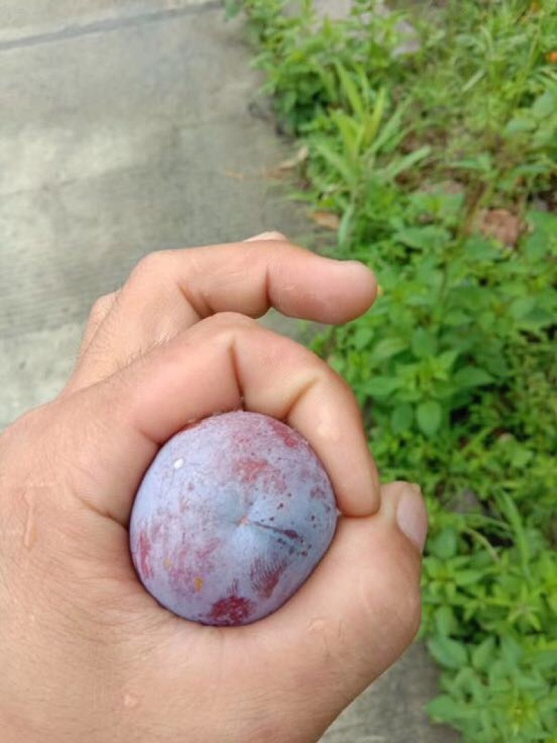 脆红李子25~30mm