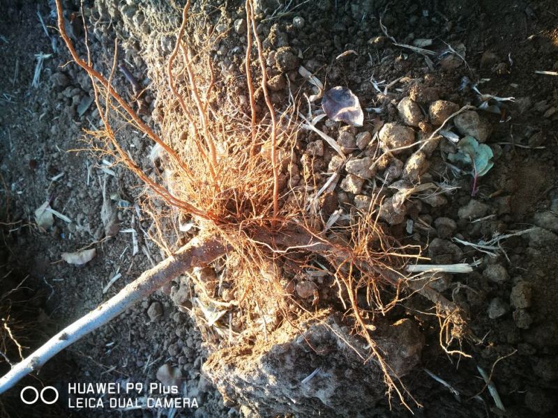 精选M9T337咏富红苹果自根砧苗，乔化苗，粮田轮做