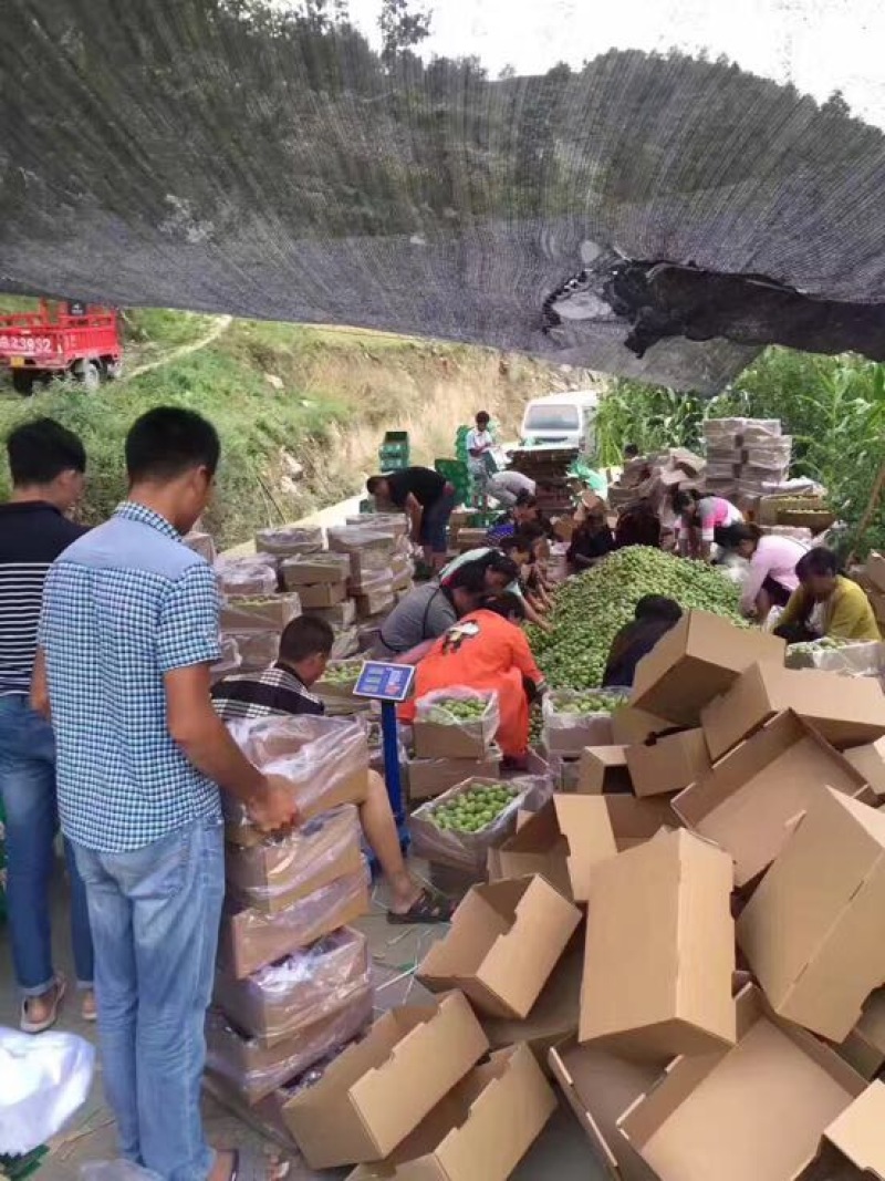 茂县青脆李子，个大味儿足，已低价出售优质产品