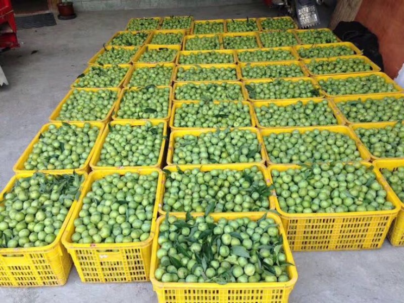 茂县青脆李子，个大味儿足，已低价出售优质产品