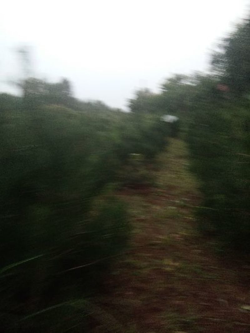 一级白皮松