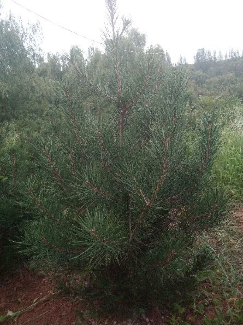一级白皮松