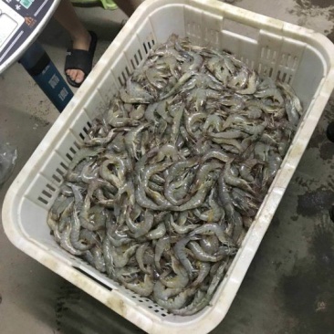 南美白对虾鲜冻南美白连云港南美虾一箱4盒4斤95