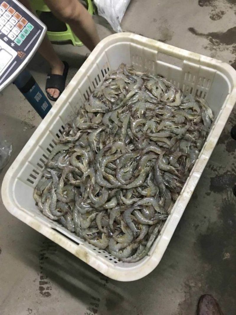南美白对虾鲜冻南美白连云港南美虾一箱4盒4斤95