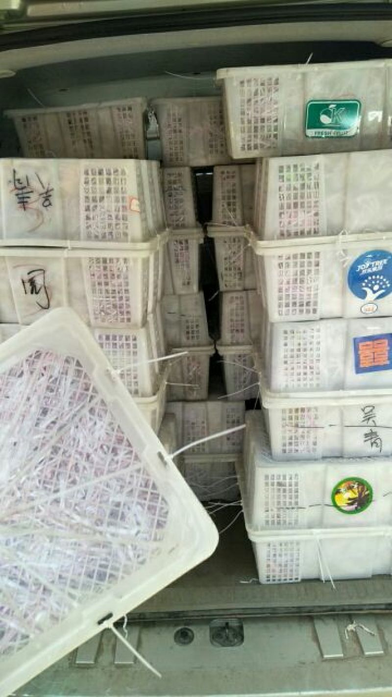 无花果