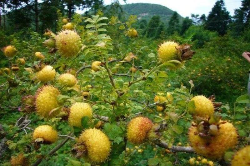 纯野生刺梨