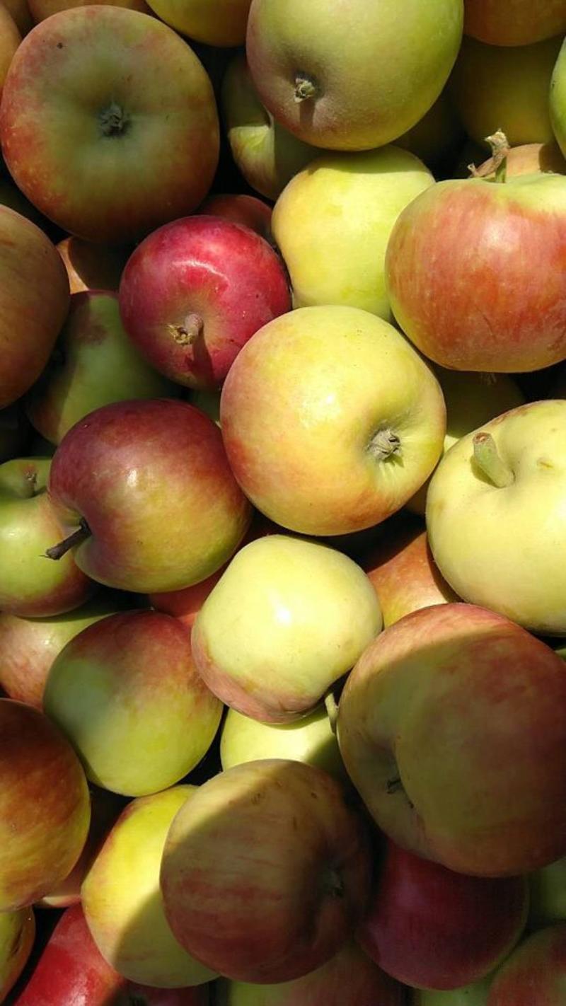 晨阳苹果1.3元每斤，美八1.4元每斤。
