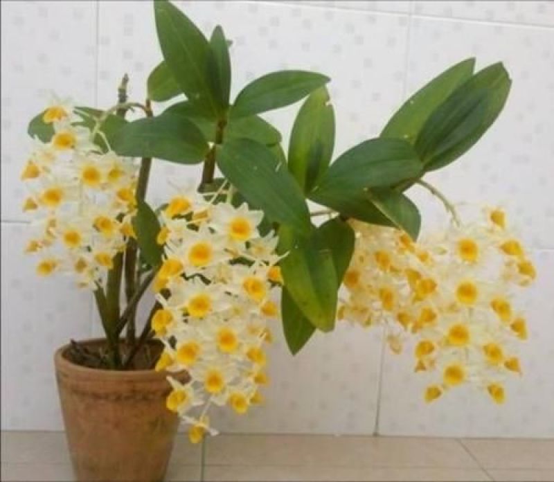 球花石斛