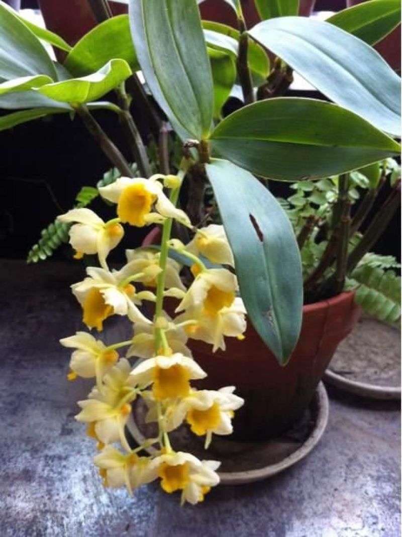 球花石斛