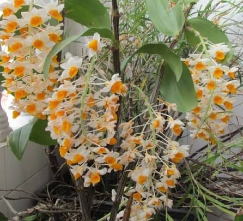 球花石斛