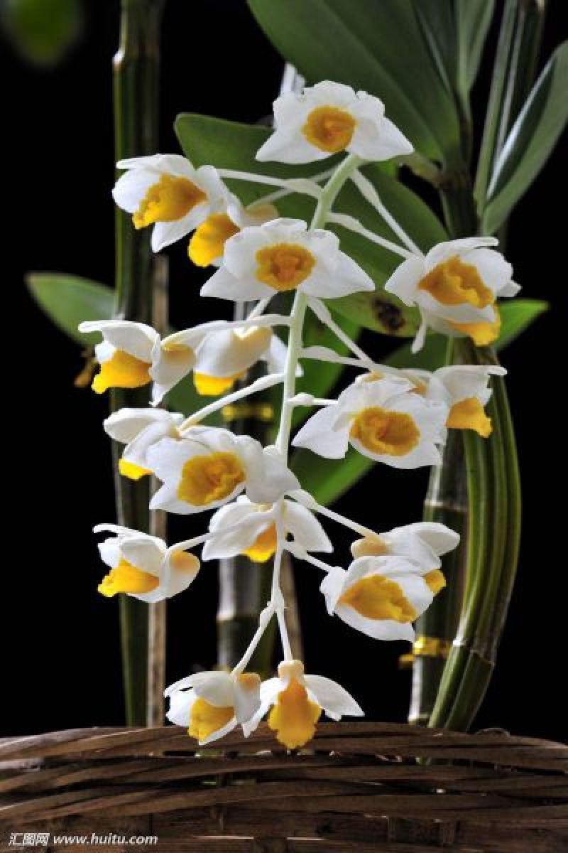 球花石斛