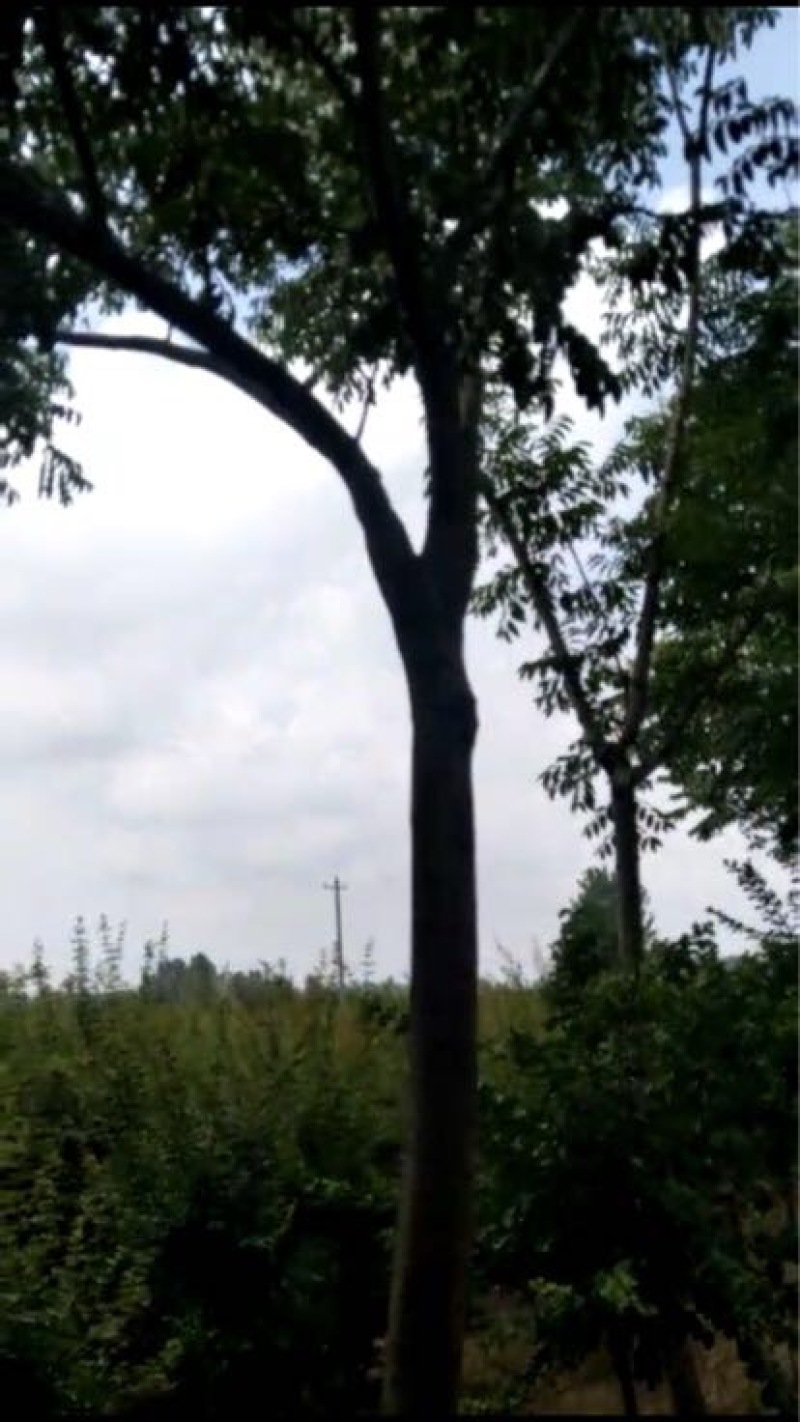 栾树10~12cm10~12cm3~3.5米