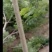栾树10~12cm10~12cm3~3.5米