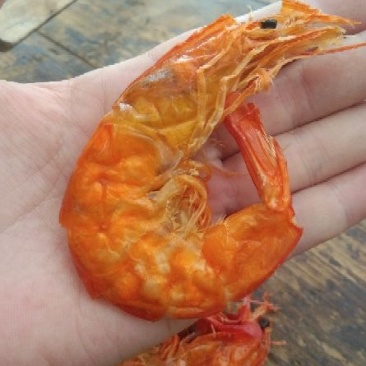 干虾