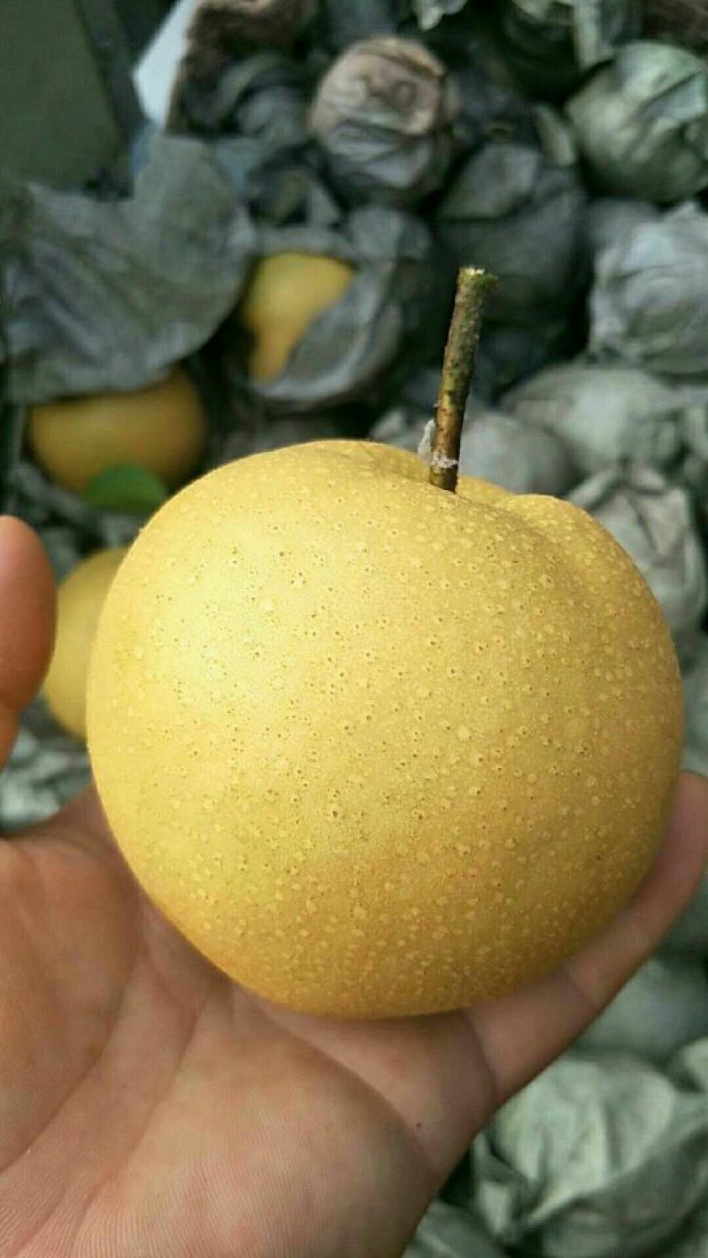 丰水梨，黄金梨，价格低
