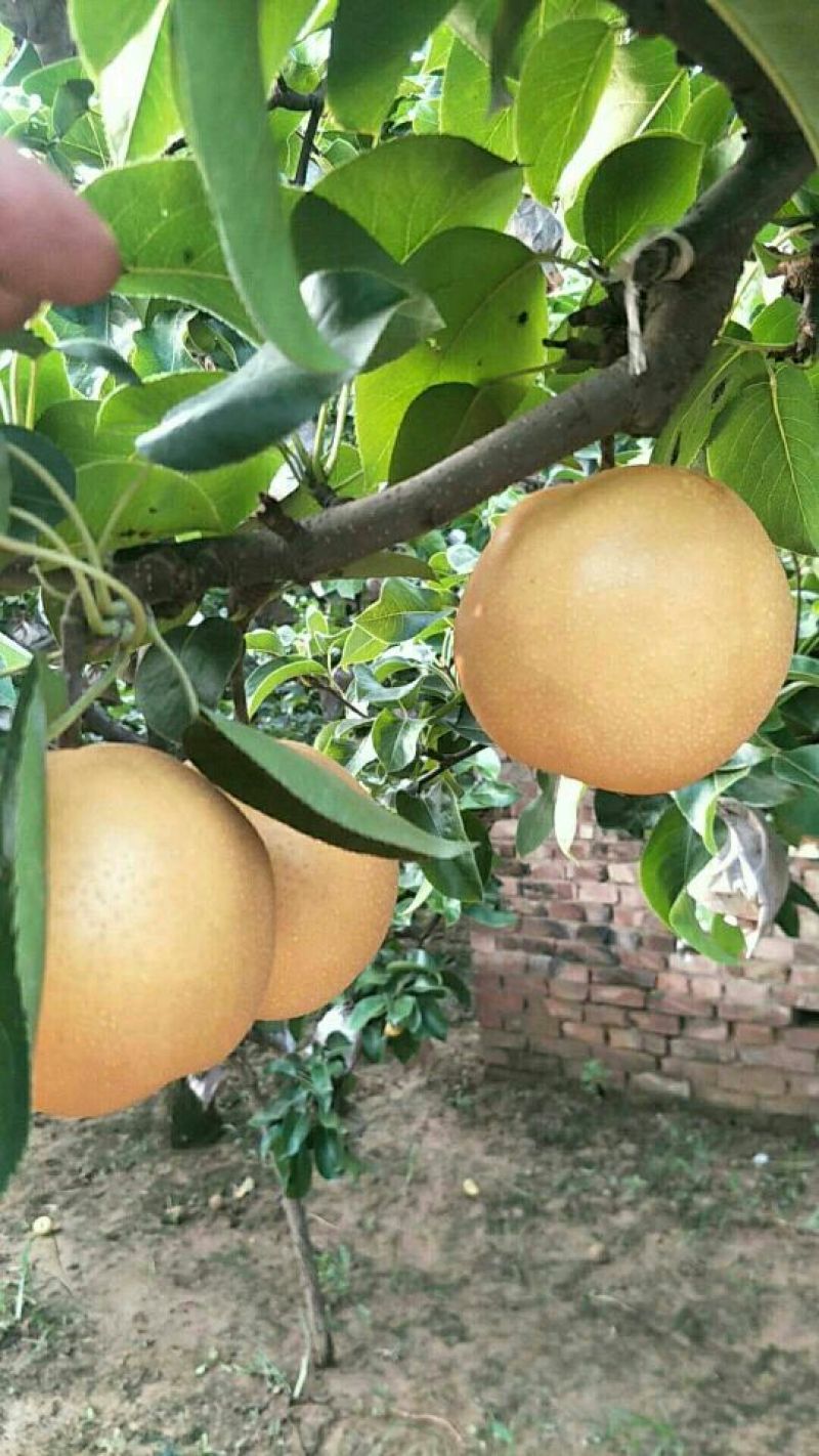 丰水梨，黄金梨，价格低
