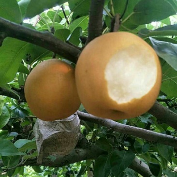 丰水梨，黄金梨，价格低